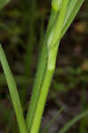 Hairyflower spiderwort